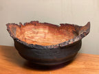 Scorched live edge plum tree ￼